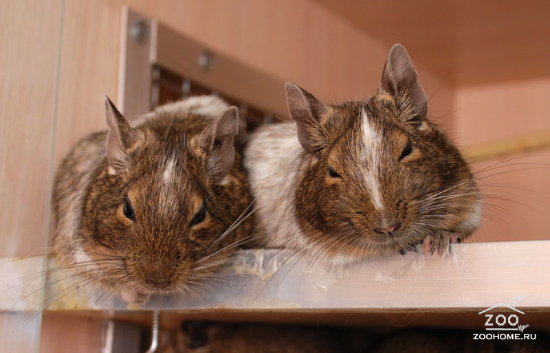 ����. ��������