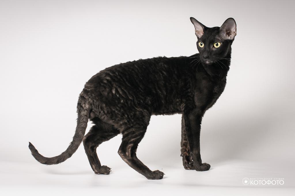 ������-����. ��������