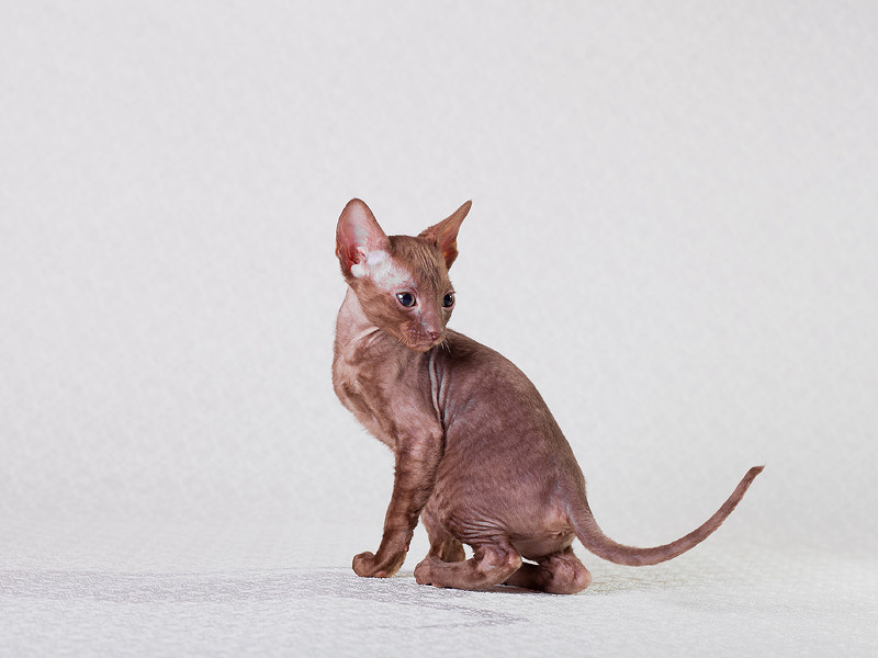 ������-����. ��������