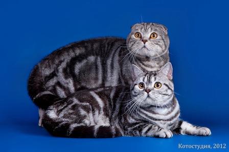 ����������� ��������������� ��������� (�������-������)