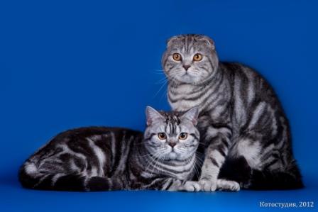 ����������� ��������������� ��������� (�������-������)