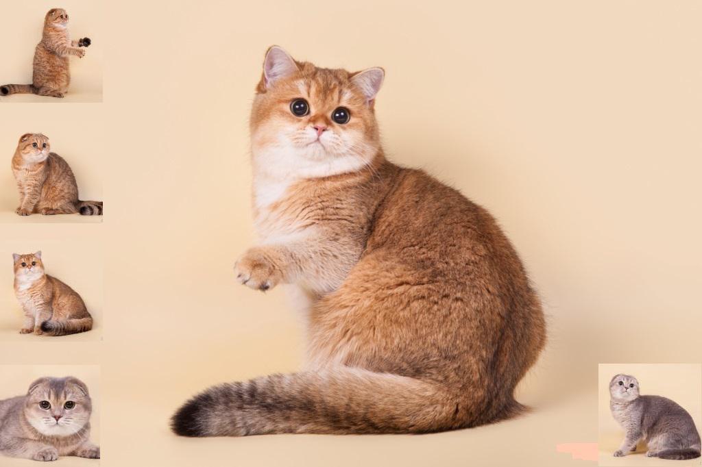 ����������� ��������������� ��������� (�������-������)