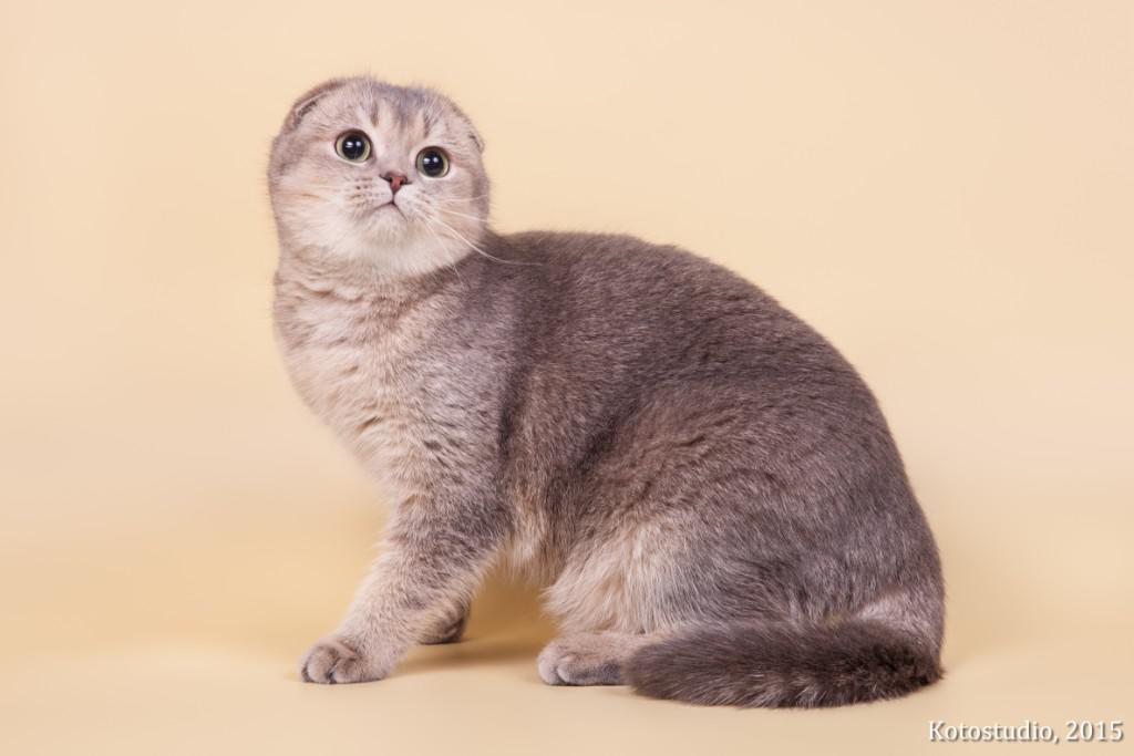 ����������� ��������������� ��������� (�������-������)