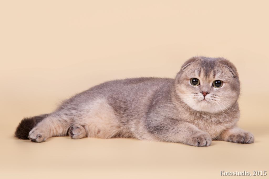 ����������� ��������������� ��������� (�������-������)