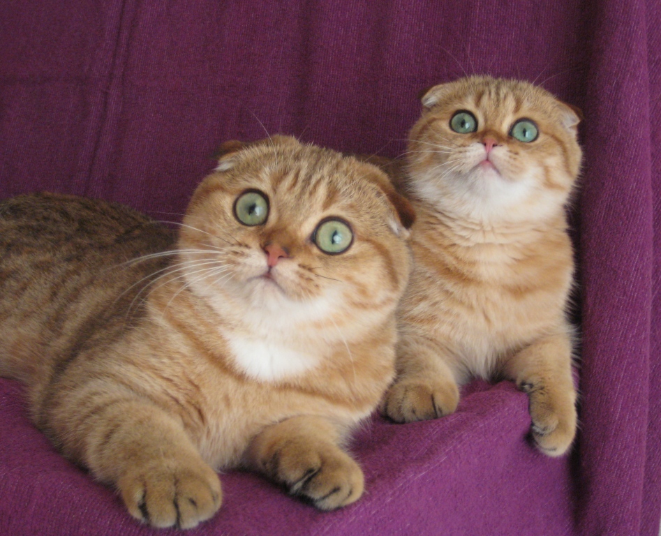 ����������� ��������������� ��������� (�������-������)