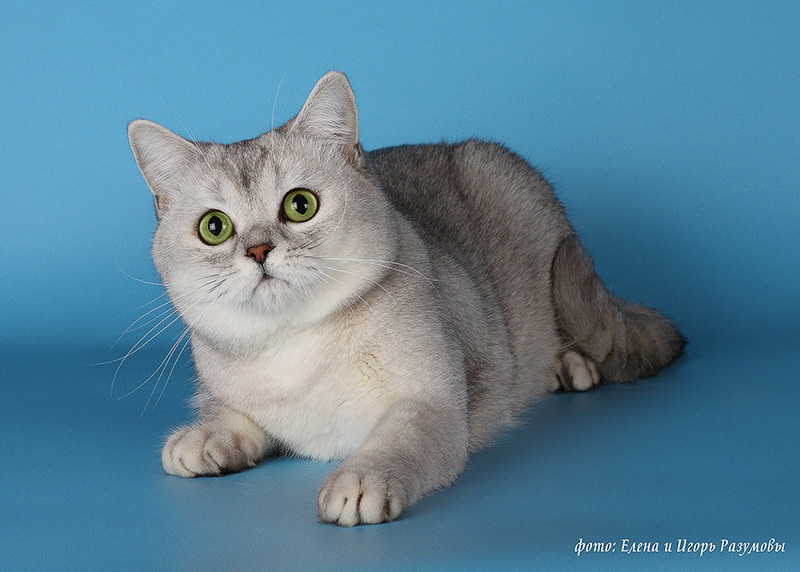 ����������� ��������������� ��������� (�������-������). ��������