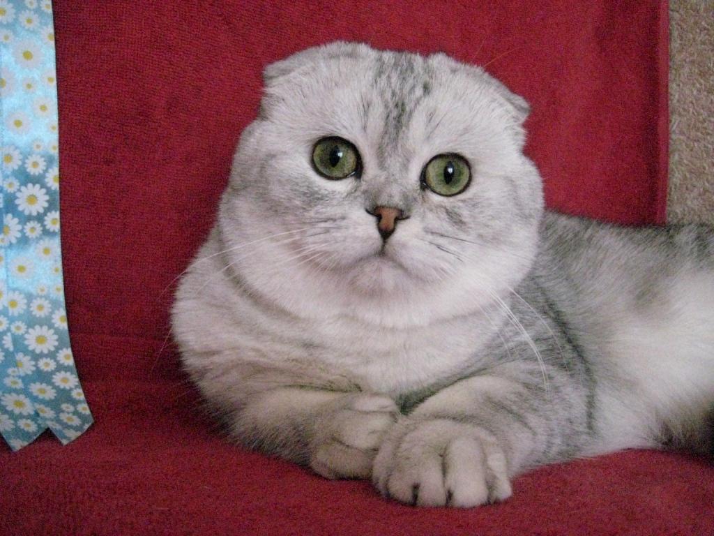 ����������� ��������������� ��������� (�������-������). ��������