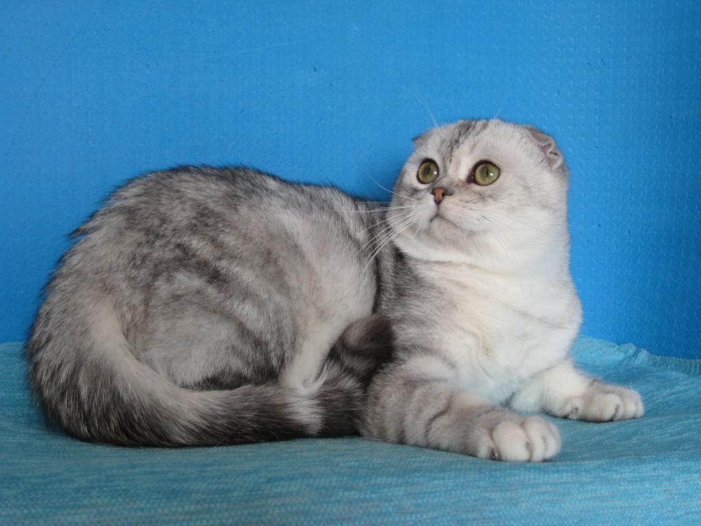 ����������� ��������������� ��������� (�������-������). ��������