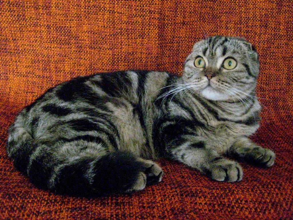 ����������� ��������������� ��������� (�������-������). ��������