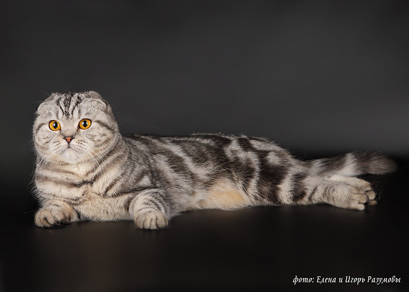 ����������� ��������������� ��������� (�������-������) �� ��������� ����� Paradise Corner 