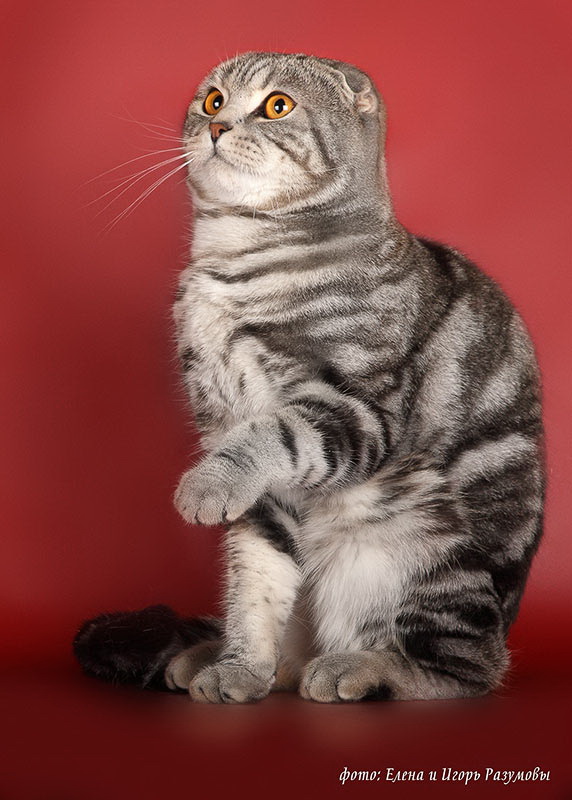 ����������� ��������������� ��������� (�������-������) �� ��������� ����� Paradise Corner 