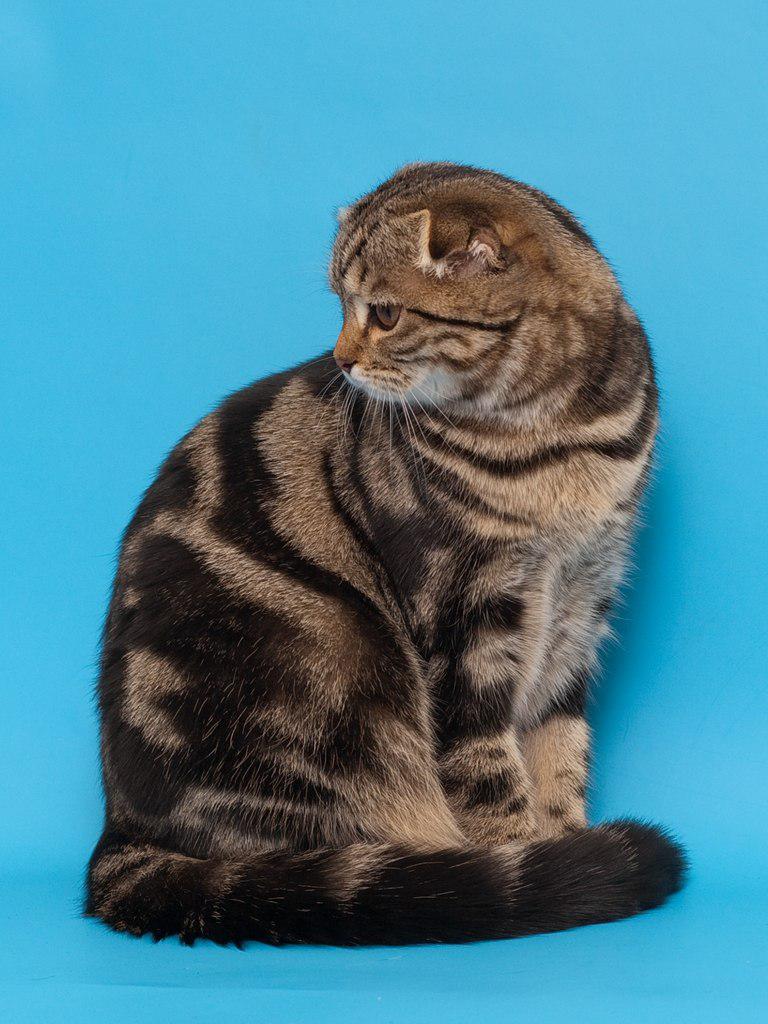 ����������� ��������������� ��������� (�������-������) �� ��������� ����� Paradise Corner 