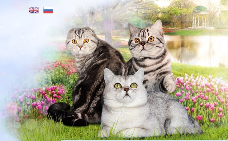 ����������� ��������������� ��������� (�������-������) �� ��������� ����� Paradise Corner 