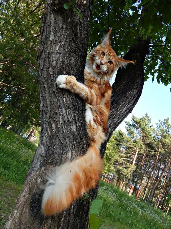 ����-��� �� ��������� ����� ���-����-���