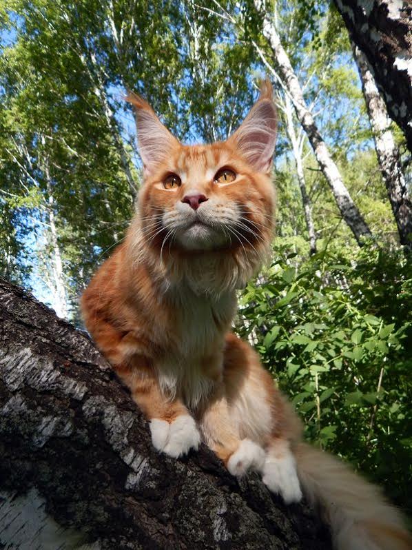 ����-��� �� ��������� ����� ���-����-���