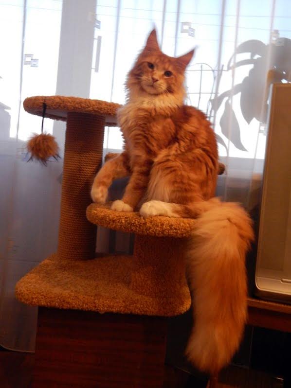 ����-��� �� ��������� ����� ���-����-���