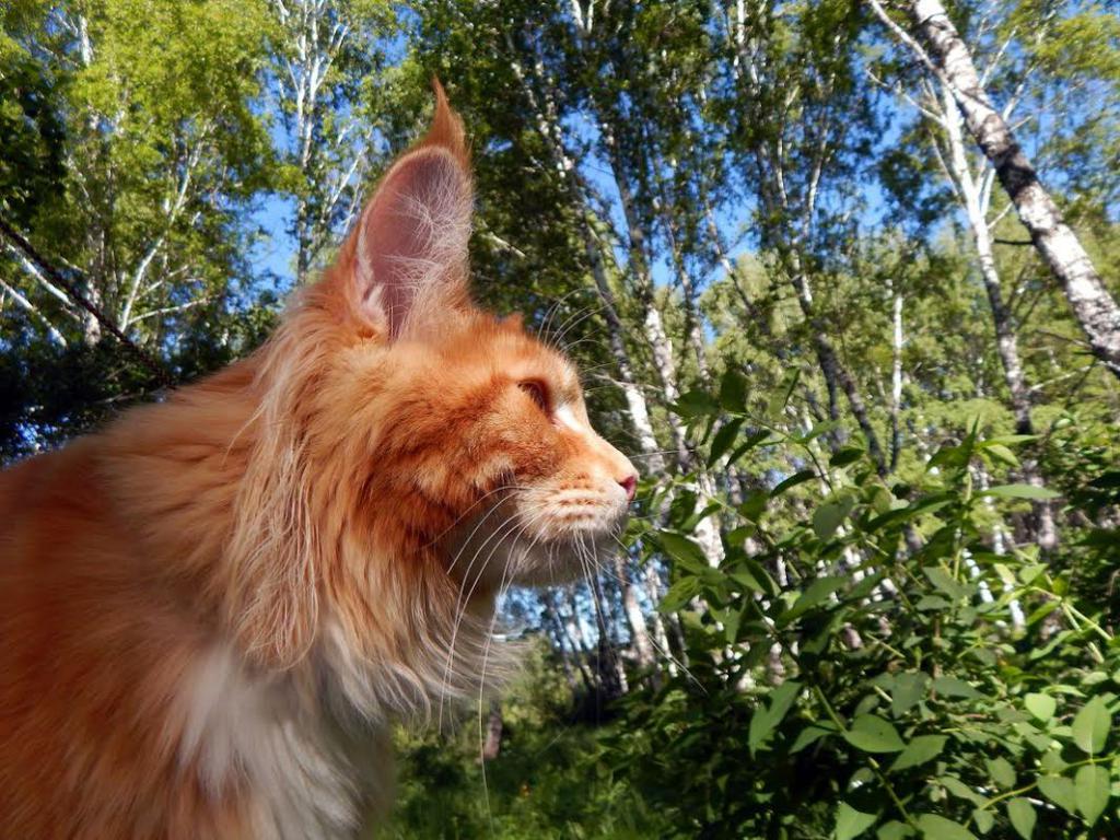 ����-��� �� ��������� ����� ���-����-���