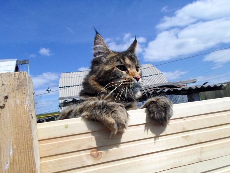 ����-��� �� ��������� ����� ���-����-���