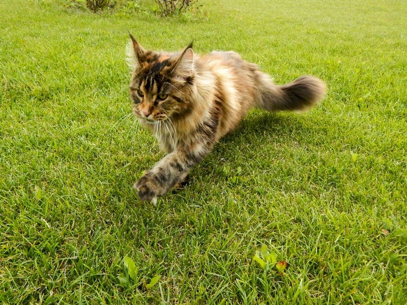 ����-��� �� ��������� ����� ���-����-���