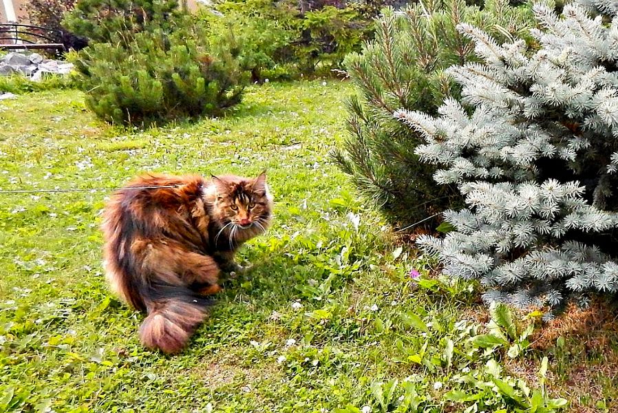 ����-��� �� ��������� ����� ���-����-���