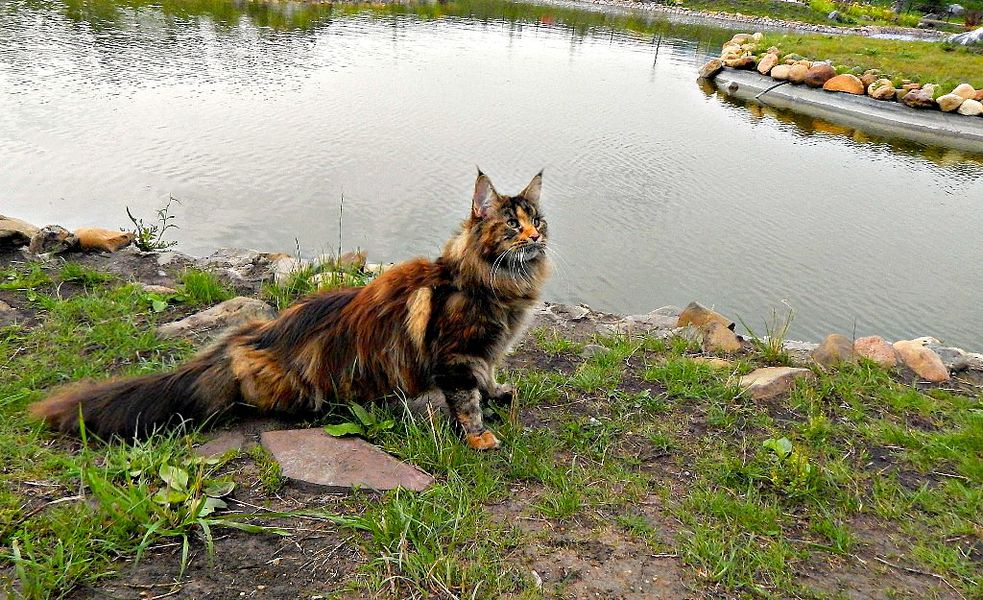 ����-��� �� ��������� ����� ���-����-���