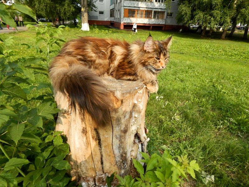 ����-��� �� ��������� ����� ���-����-���