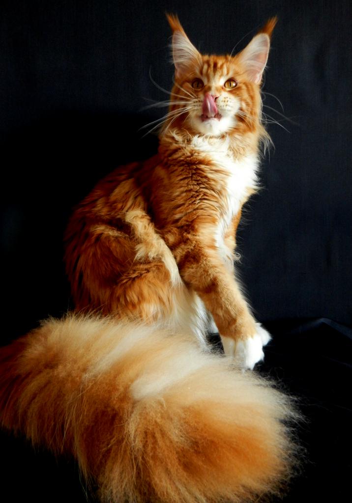 ����-��� �� ��������� ����� ���-����-���