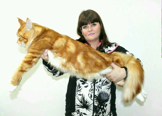 ����-��� �� ��������� ����� ���-����-���