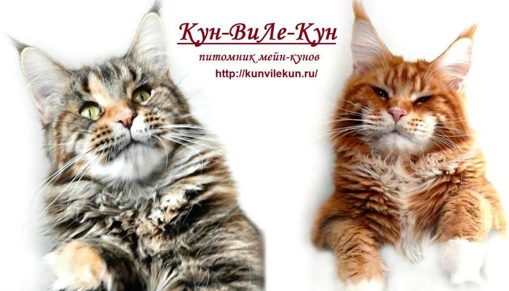 ����-��� �� ��������� ����� ���-����-���