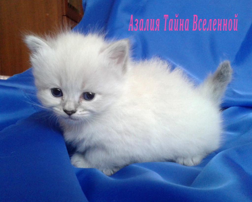 ������� ����������� �� ��������� ����� ����� ���������