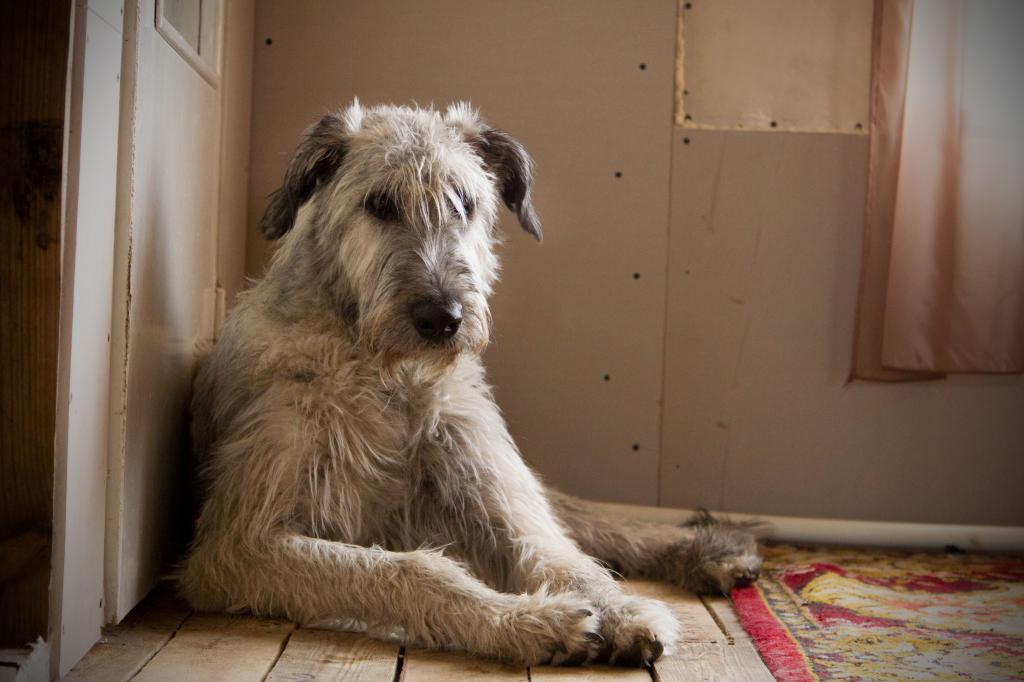 ������������� �������� �����