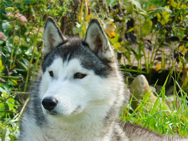 ������������� �������� �����