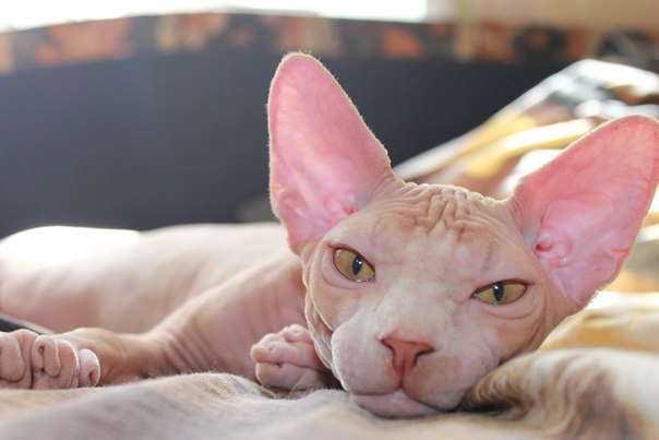 ������������� �������� �����