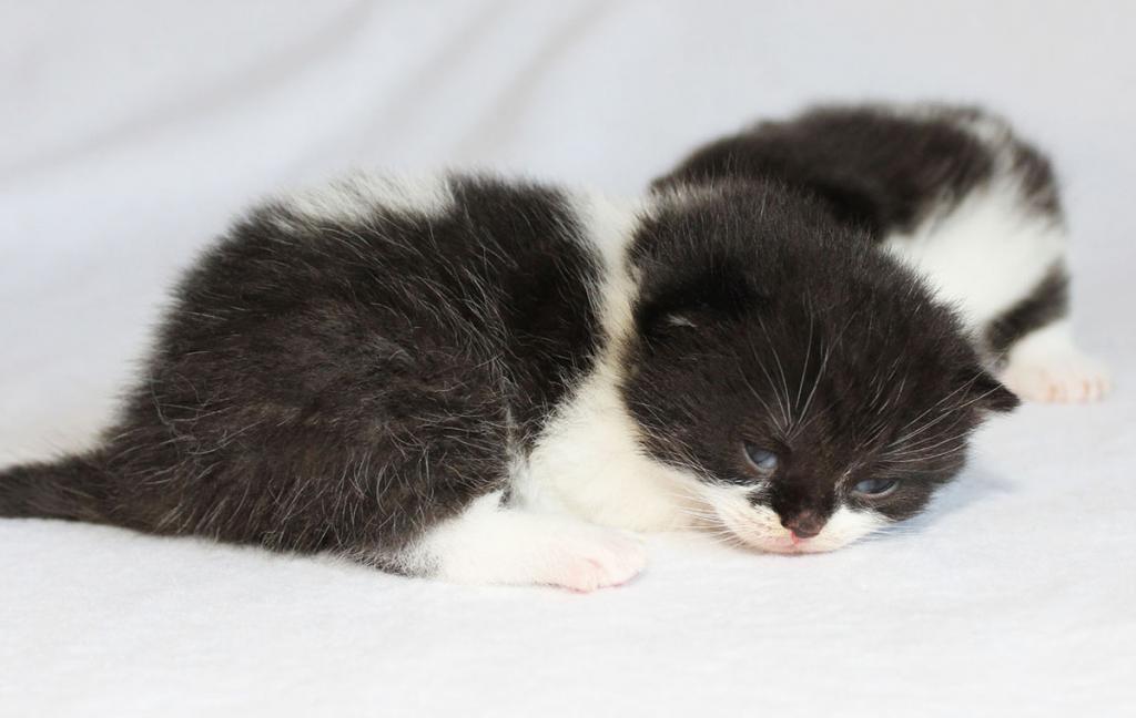 ������������� �������� �����