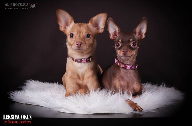 ������� ���-������ �� ��������� ����� ������ ���� 