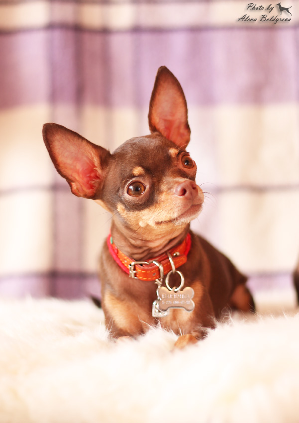 ������� ���-������ �� ��������� ����� ������ ���� 