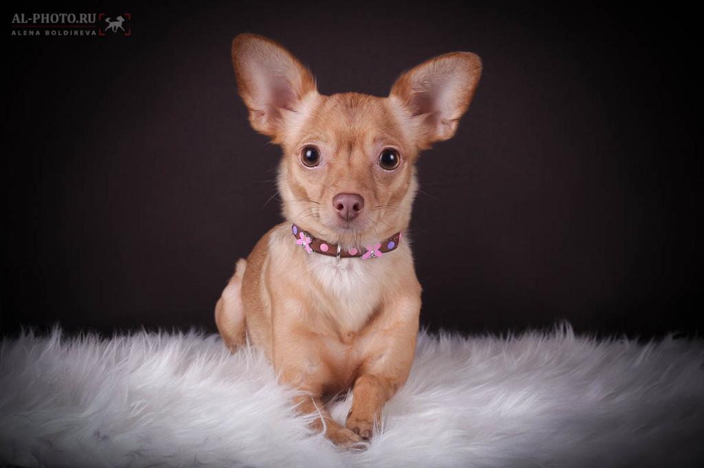 ������� ���-������ �� ��������� ����� ������ ���� 