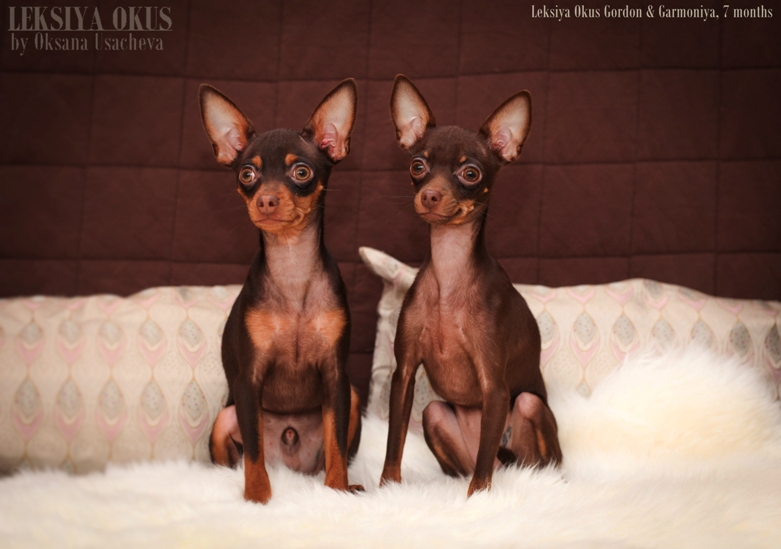 ������� ���-������ �� ��������� ����� ������ ���� 