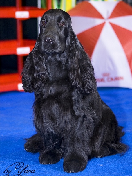 ���������� ����� ��������