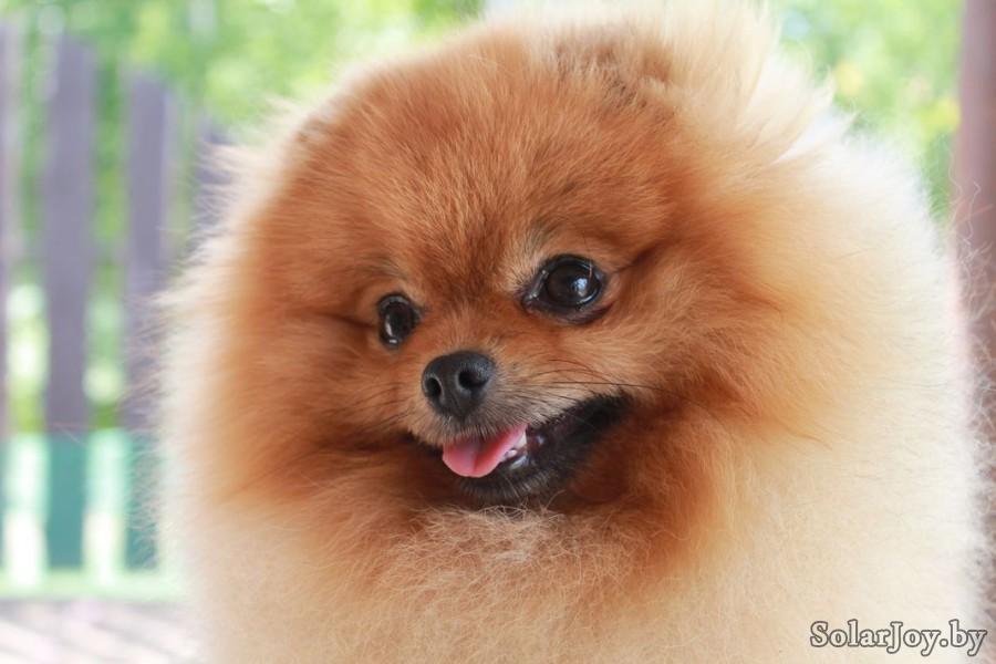 ������������� �������� �����