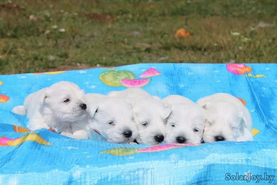 ������������� �������� �����