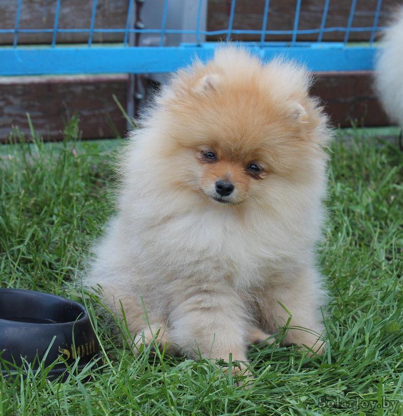 ������������� �������� �����