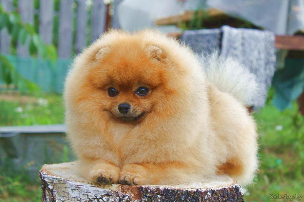 ������������� �������� �����