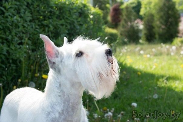 ������������� �������� �����