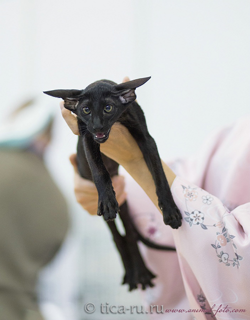 ������������ (��������� ���������������)