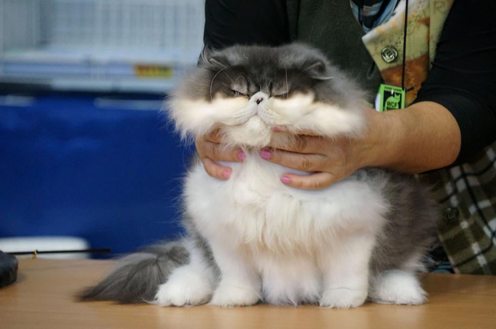 ������������� �������� �����