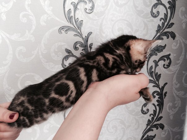 ����������� �����