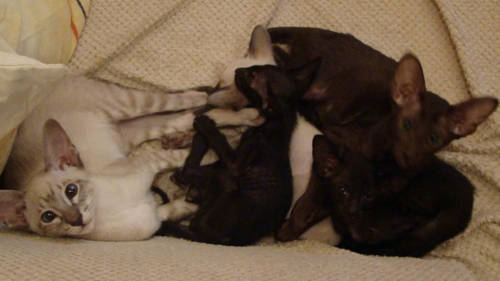 ������������ (��������� ���������������)