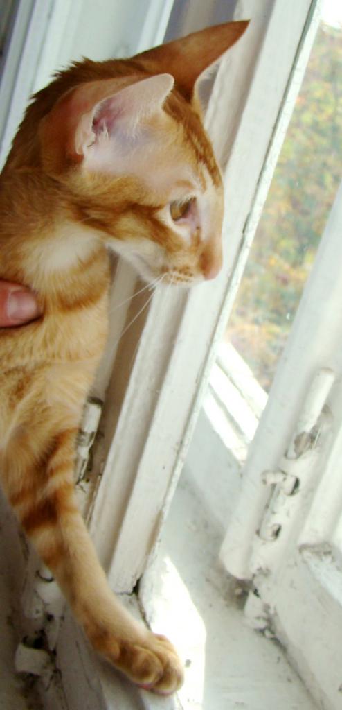 ������������ (��������� ���������������)