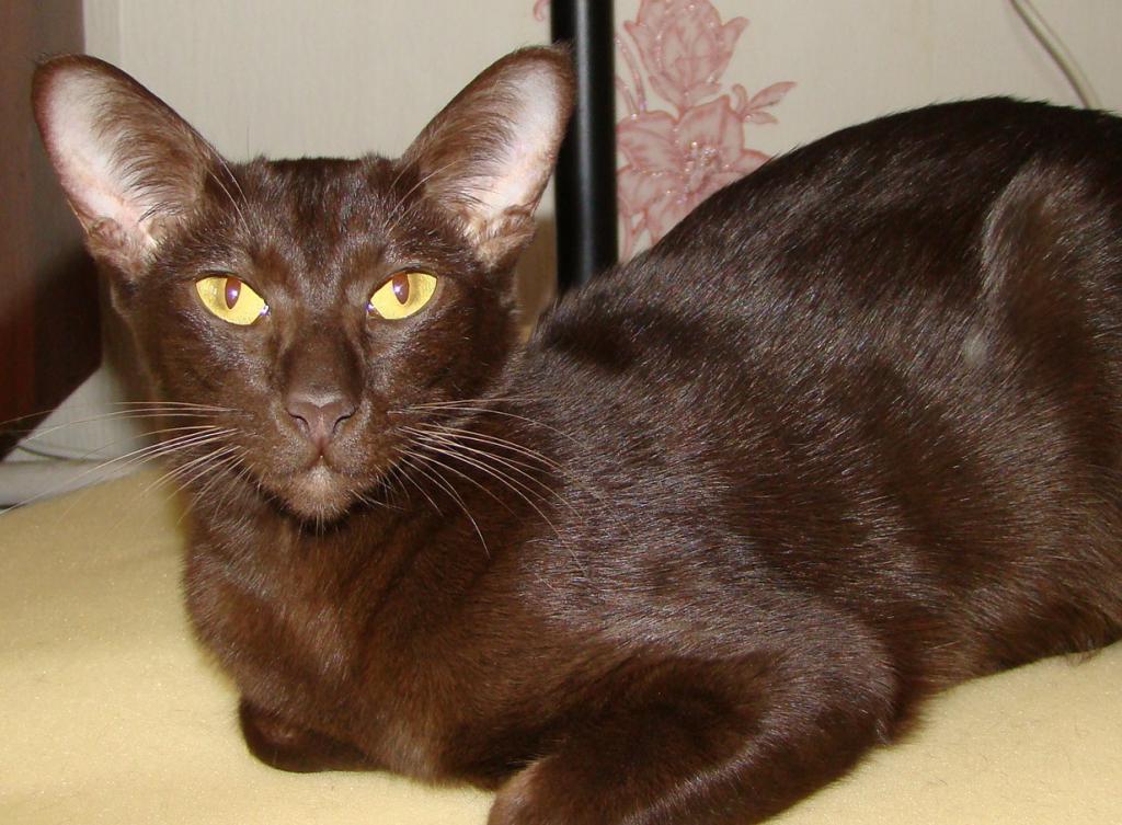 ������������ (��������� ���������������)